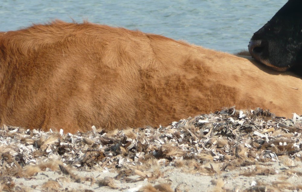 Bovine Rest - Esther