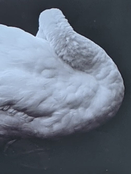 Swan Cloud - FE