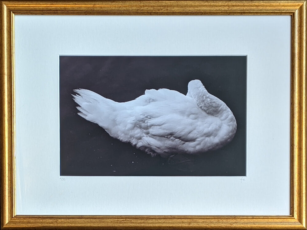 Swan Cloud - FE