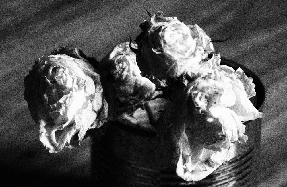 Dark roses II - Esther