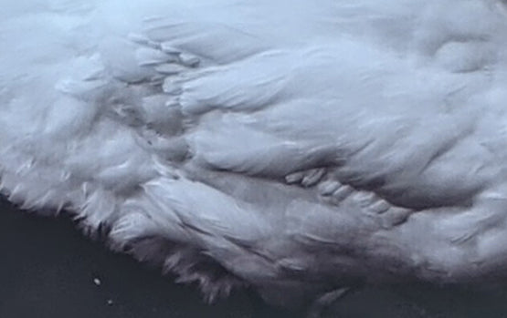 Swan Cloud - FE