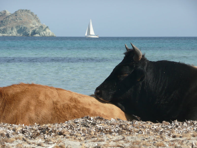 Repos Bovin - Esther