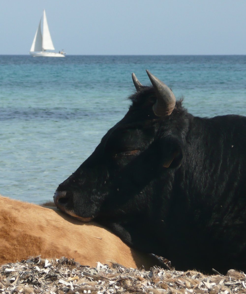 Repos Bovin - Esther